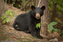 black-bear-cub.jpg